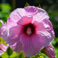 Hibiscus moscheutos Planet® Solène Tansol