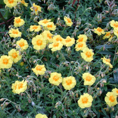 Helianthemum 'Ben Fhada'