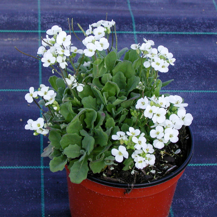 Arabis caucasica