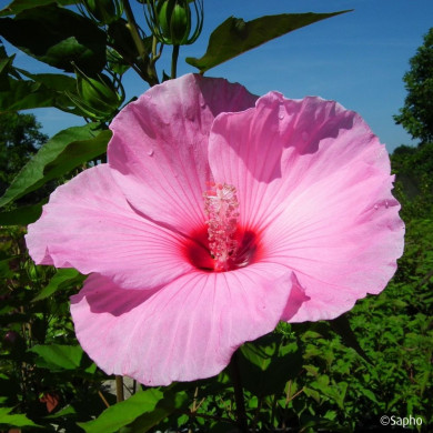Hibiscus moscheutos Planet® Solène Tansol
