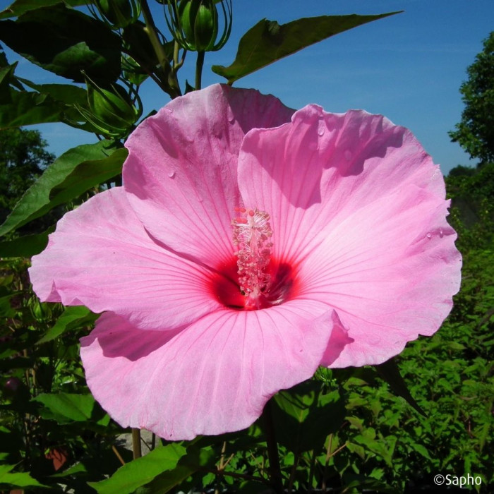 Hibiscus moscheutos Planet® Solène Tansol