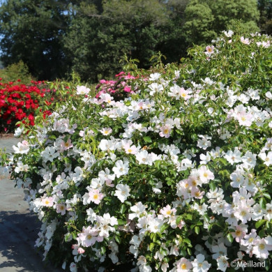 Rosier paysager Champs Elysées® Meiplumty