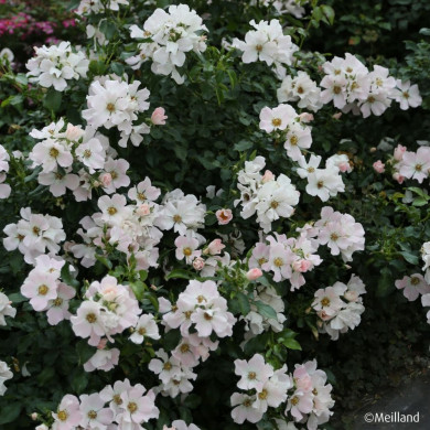 Rosier paysager Champs Elysées® Meiplumty