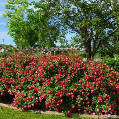 Rosier paysager Cherry Bonica® Meipeporia