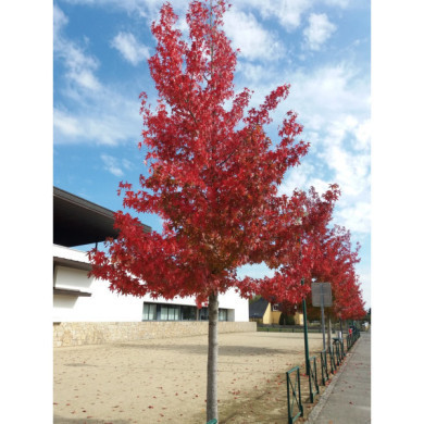 Liquidambar styraciflua 'Worplesdon'