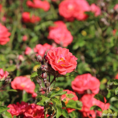 Rosier paysager Coral Drift® Meidrifora