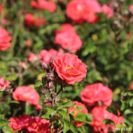 Rosier paysager Coral Drift® Meidrifora