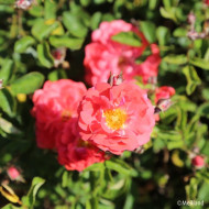 Rosier paysager Coral Drift® Meidrifora