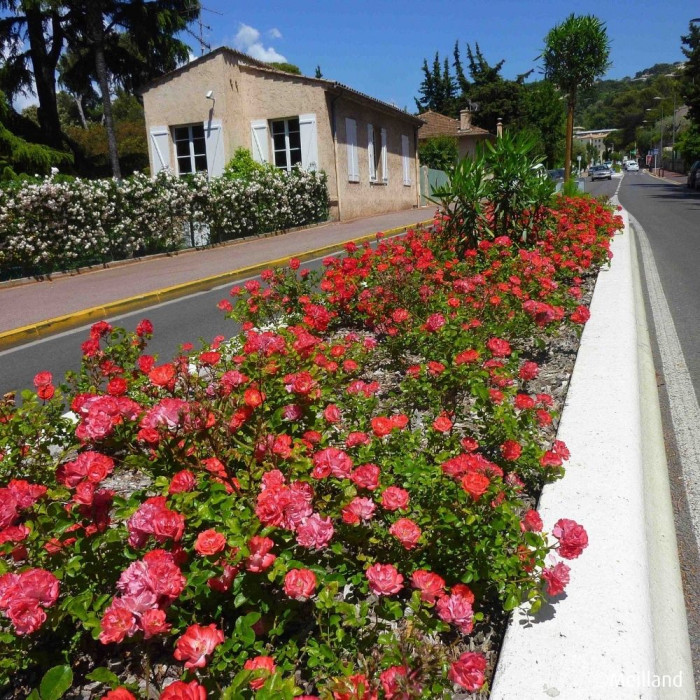 Rosier paysager Coral Drift® Meidrifora