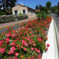 Rosier paysager Coral Drift® Meidrifora