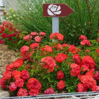 Rosier paysager Coral Drift® Meidrifora