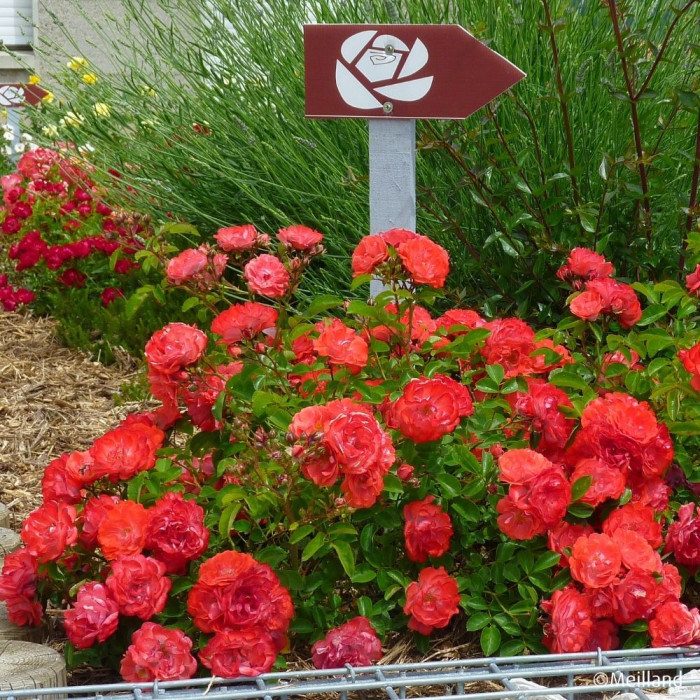 Rosier paysager Coral Drift® Meidrifora