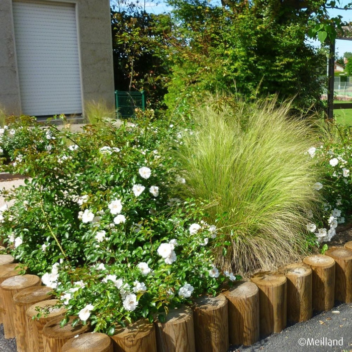 Rosier paysager Ice Meillandecor® Meivahyn