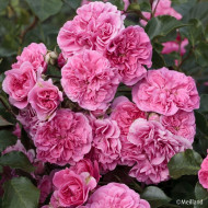 Rosier paysager Les Quatre Saisons® Meifafio