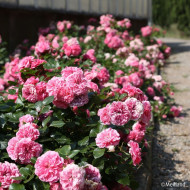 Rosier paysager Les Quatre Saisons® Meifafio