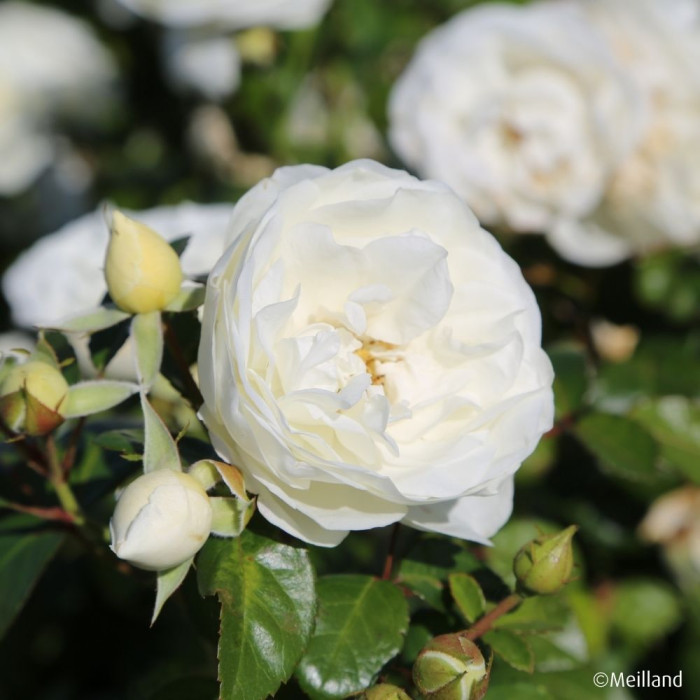 Rosier paysager MARINA PICASSO® 'Meidyceus'