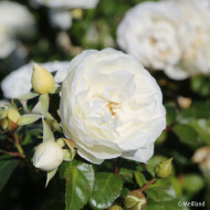 Rosier paysager MARINA PICASSO® 'Meidyceus'