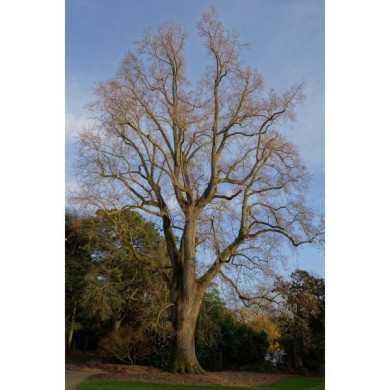 Liriodendron tulipifera