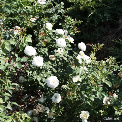 Rosier paysager MARINA PICASSO® 'Meidyceus'