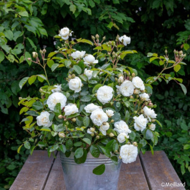 Rosier paysager MARINA PICASSO® 'Meidyceus'