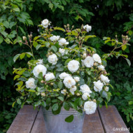 Rosier paysager MARINA PICASSO® 'Meidyceus'