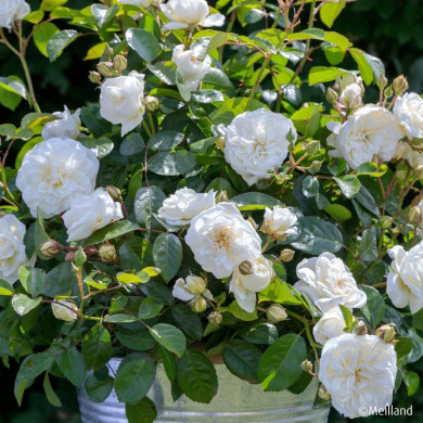 Rosier paysager MARINA PICASSO® 'Meidyceus'