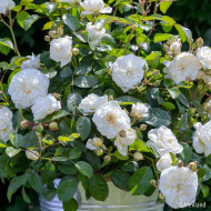 Rosier paysager MARINA PICASSO® 'Meidyceus'