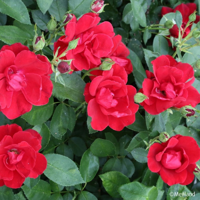 Rosier paysager MOULIN ROUGE ® 'Meitraligh'