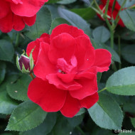 Rosier paysager MOULIN ROUGE ® 'Meitraligh'