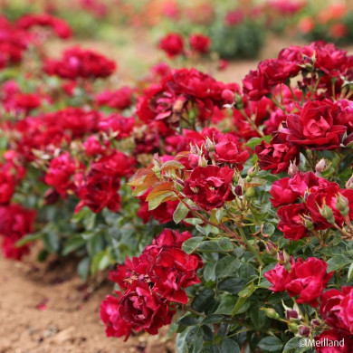 Rosier paysager MOULIN ROUGE ® 'Meitraligh'