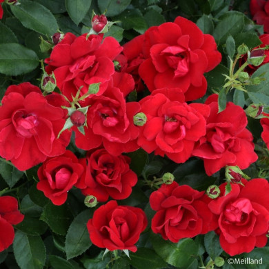 Rosier paysager MOULIN ROUGE ® 'Meitraligh'