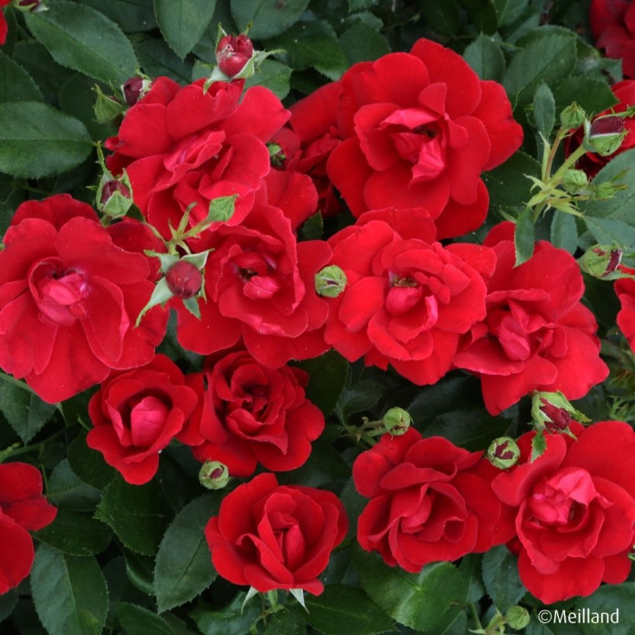 Rosier paysager MOULIN ROUGE ® 'Meitraligh'