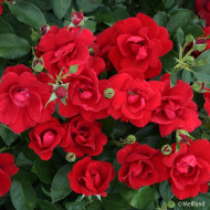 Rosier paysager MOULIN ROUGE ® 'Meitraligh'