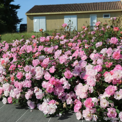 Rosier paysager Pink Chantilly ® Meilevire