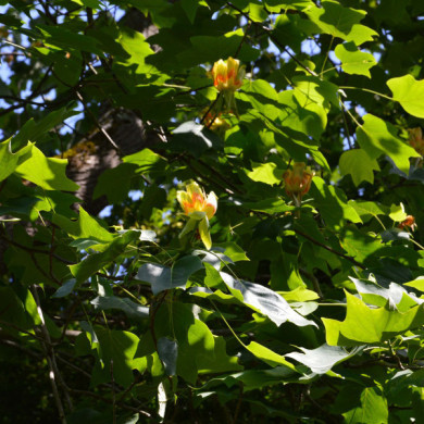 Liriodendron tulipifera