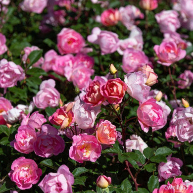 Rosier paysager Pink Chantilly ® Meilevire