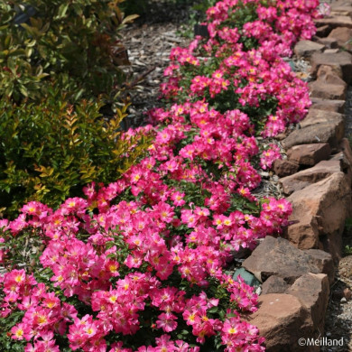 Rosier paysager Pink Drift® Meijocos