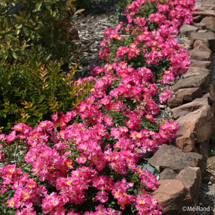 Rosier paysager Pink Drift® Meijocos