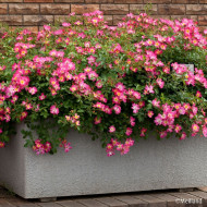 Rosier paysager Pink Drift® Meijocos