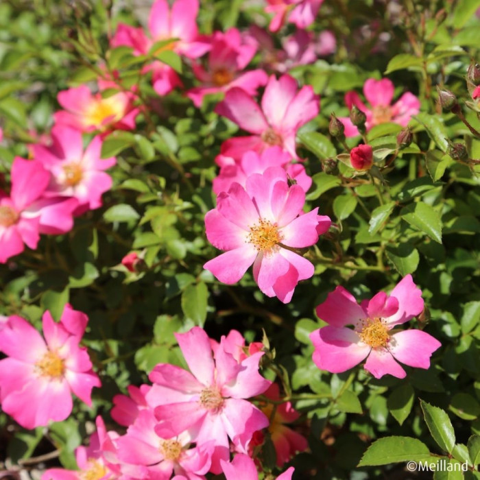 Rosier paysager Pink Drift® Meijocos