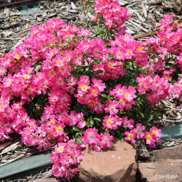 Rosier paysager Pink Drift® Meijocos