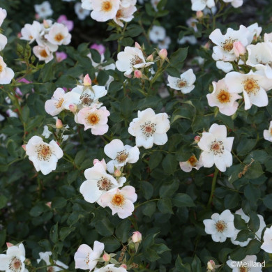 Rosier Friendly® Sweet meinatope