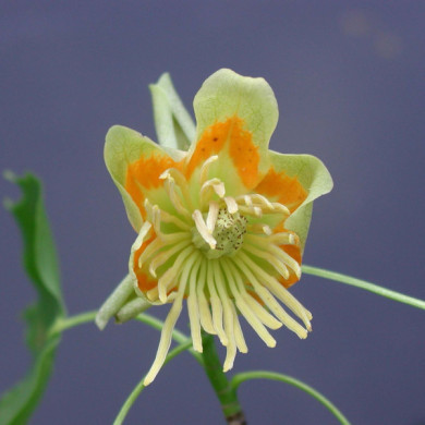 Liriodendron tulipifera