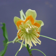 Liriodendron tulipifera