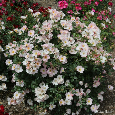 Rosier Friendly® Sweet meinatope