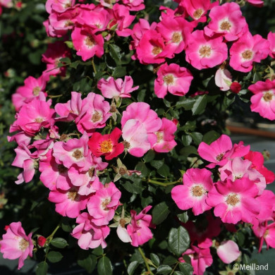 Rosier Friendly® Purple meicosme