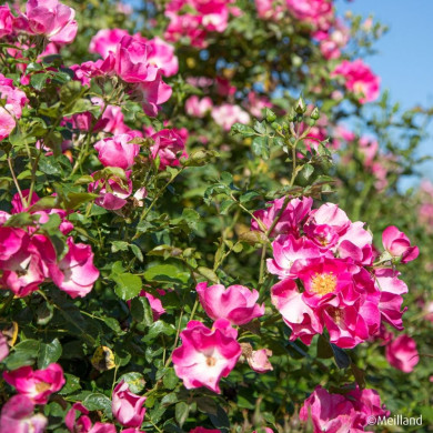 Rosier Friendly® Purple meicosme