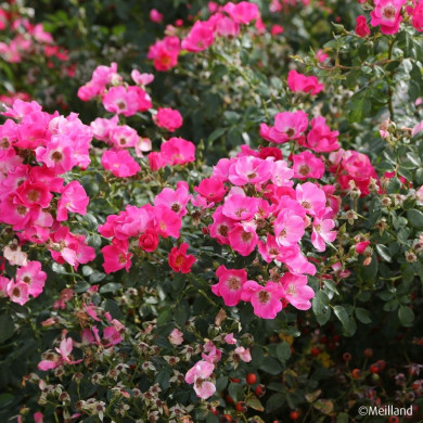 Rosier Friendly® Purple meicosme