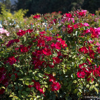 Rosier Friendly® Red meiariba