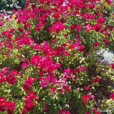 Rosier Friendly® Red meiariba